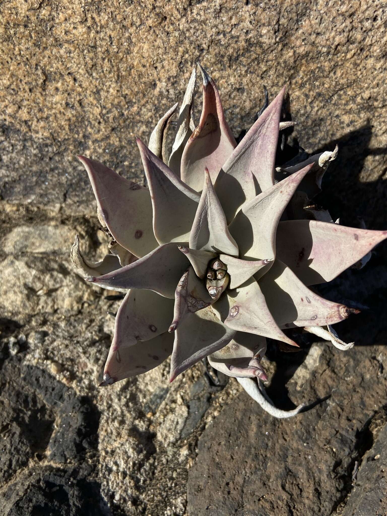 Imagem de Dudleya gatesii Johansen