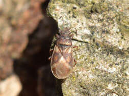 Image de Oxycarenus (Oxycarenus) modestus (Fallen & C. F. 1829)