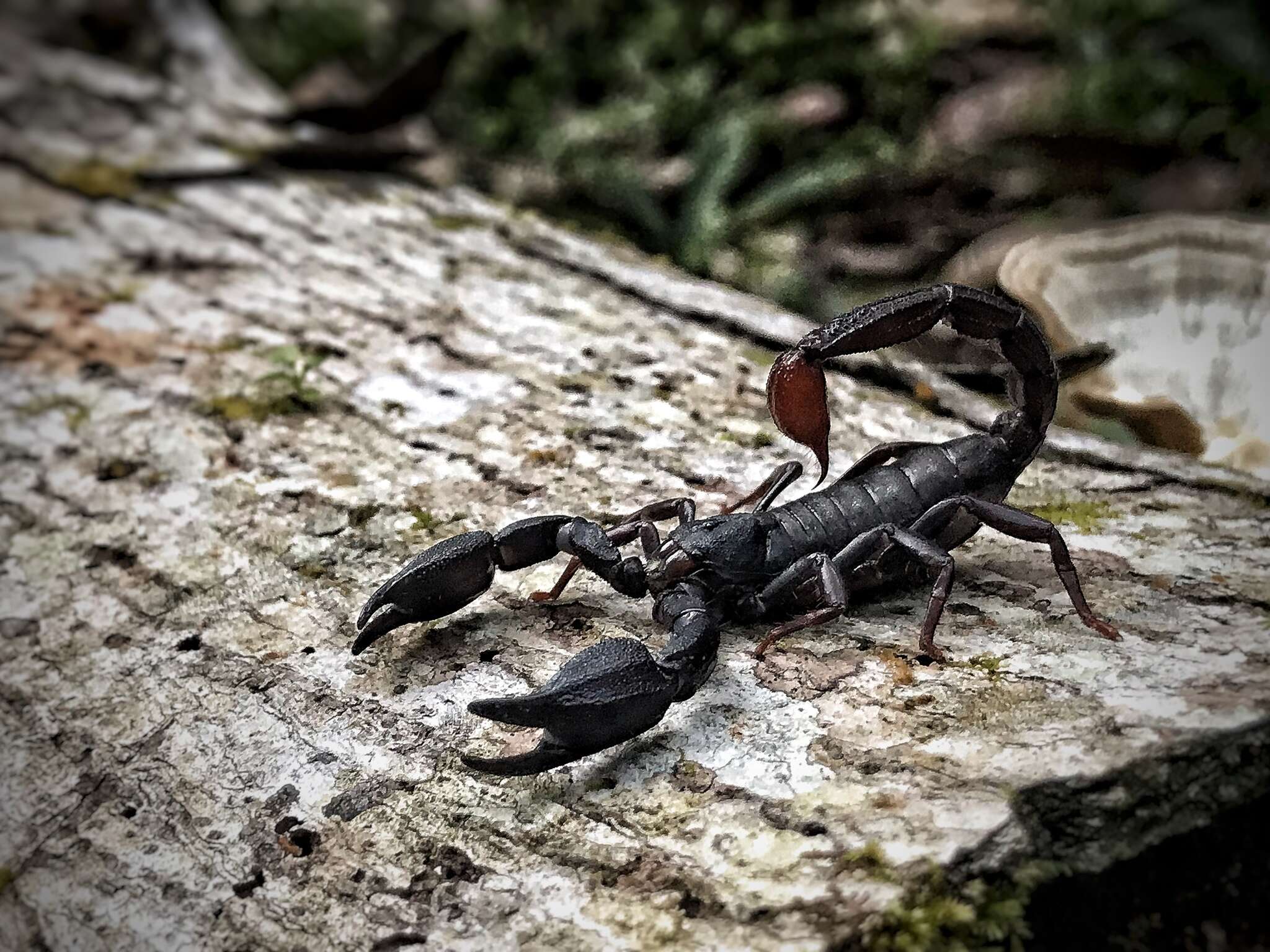 Image of Brotheas amazonicus Lourenço 1988