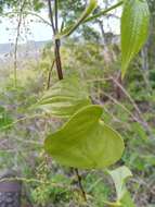 Image of Dioscorea buckleyana Wilkin