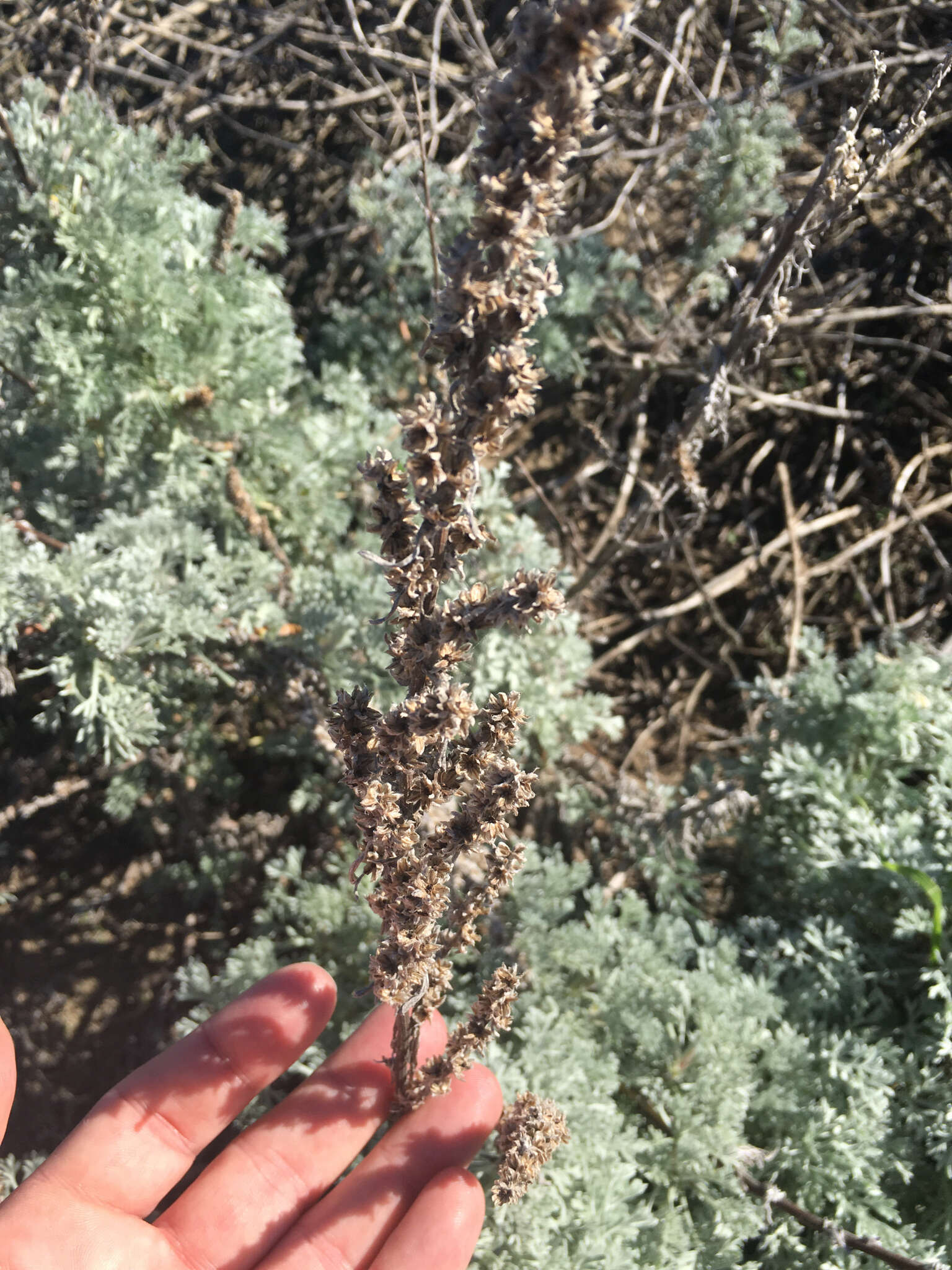 Image of beach wormwood