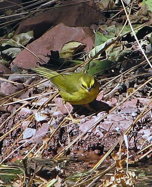 Image of Pale-legged Warbler