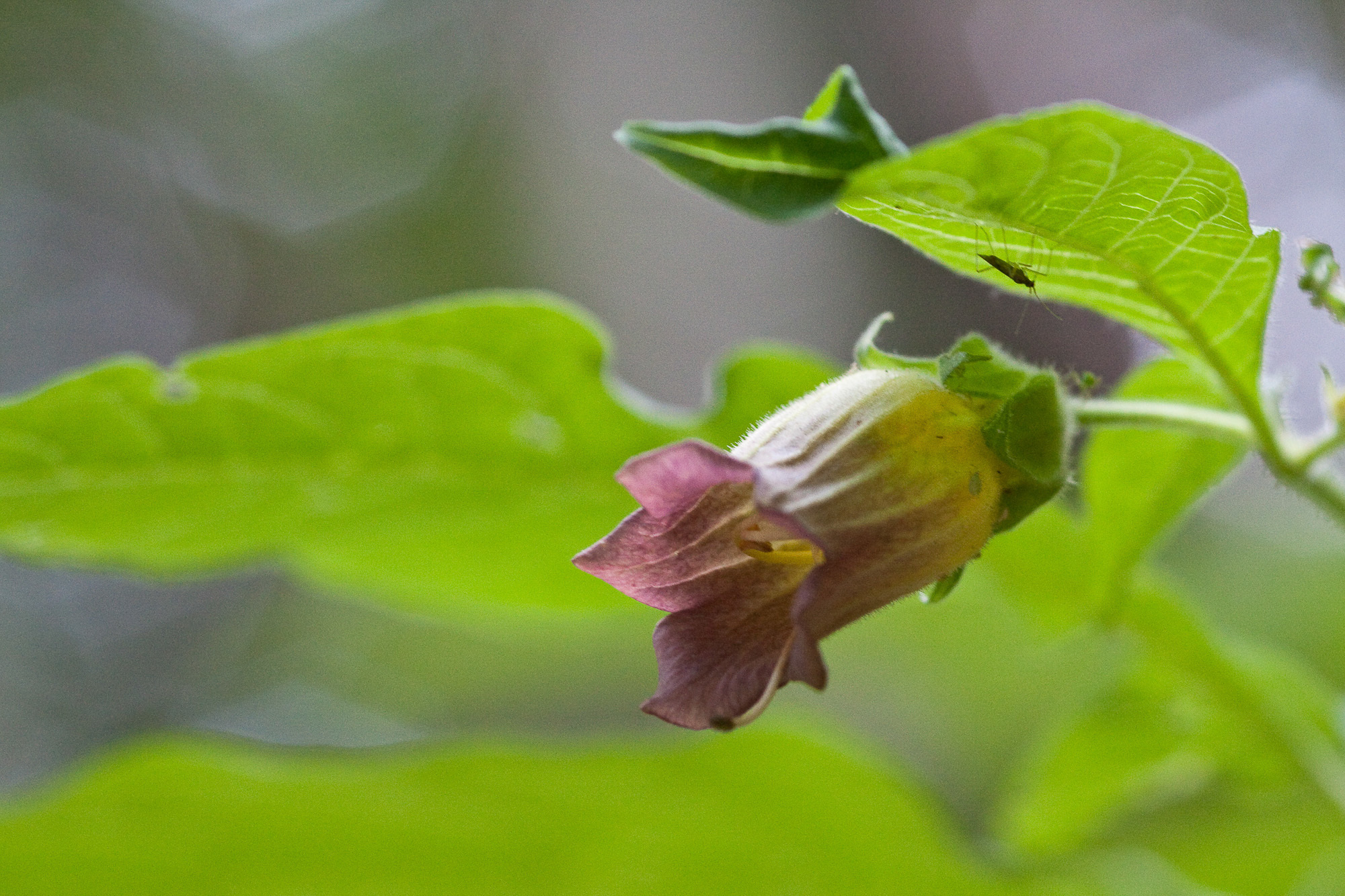 Deadly Nightshade by Peter Haining