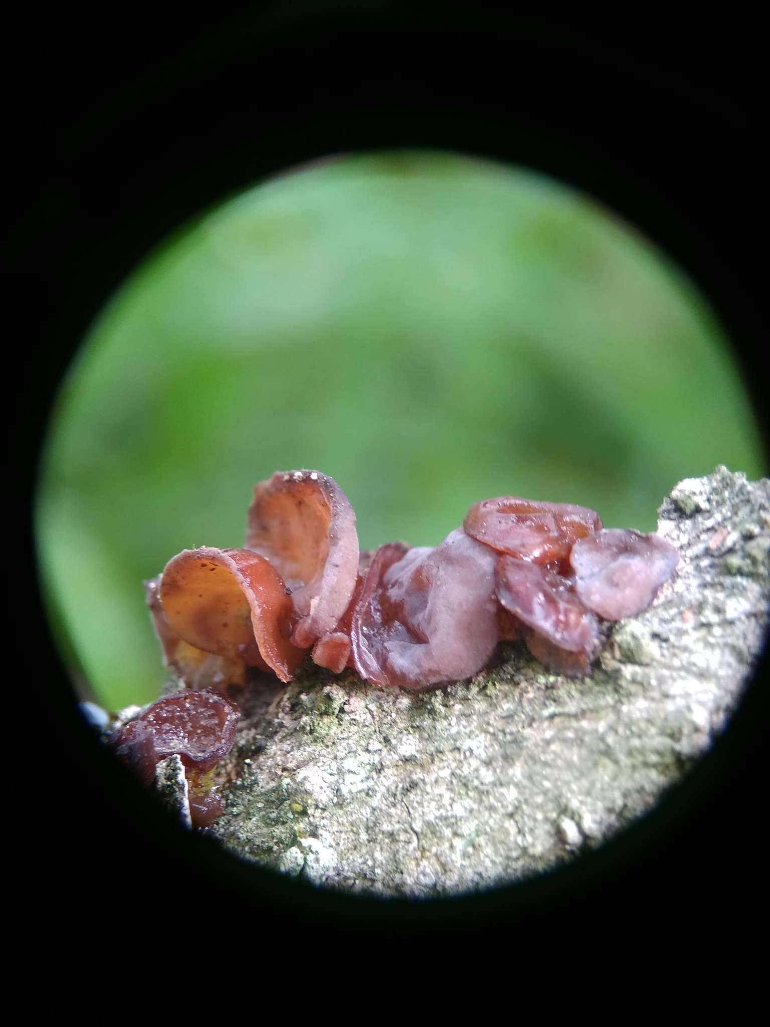 Image of Auricularia minor Kobayasi 1981