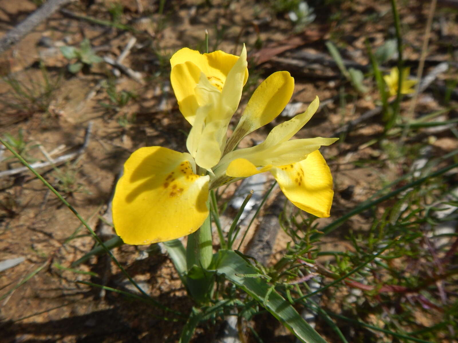 Image of Moraea macronyx G. J. Lewis