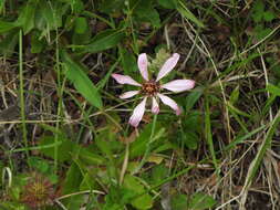 Image of Mutisia spinosa Ruiz & Pav.