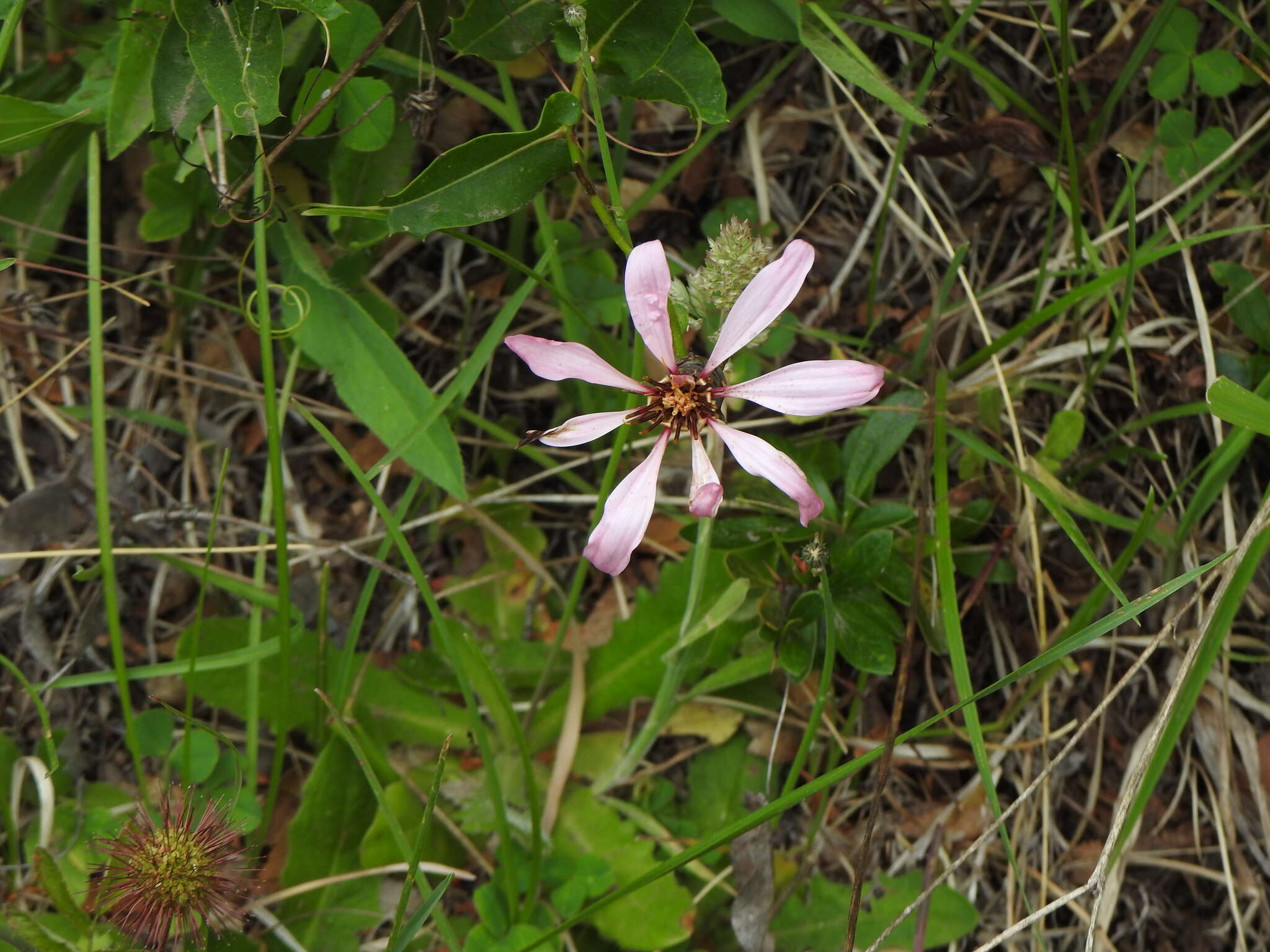 Image de Mutisia spinosa Ruiz & Pav.