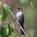 Image of Black-spectacled Brush Finch