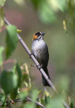 Image of Black-spectacled Brush Finch