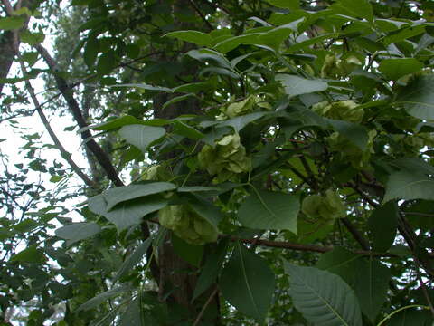 Image of common hoptree