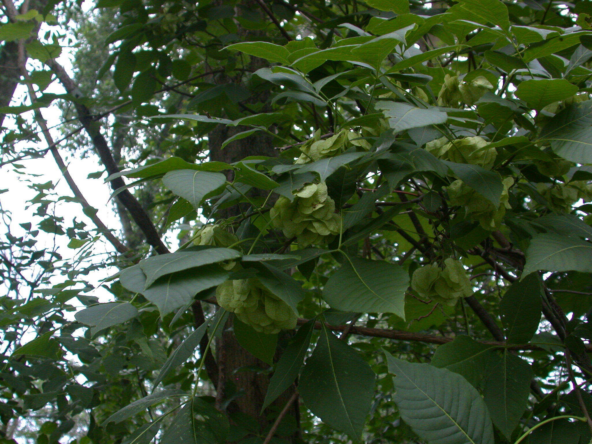 Image of common hoptree