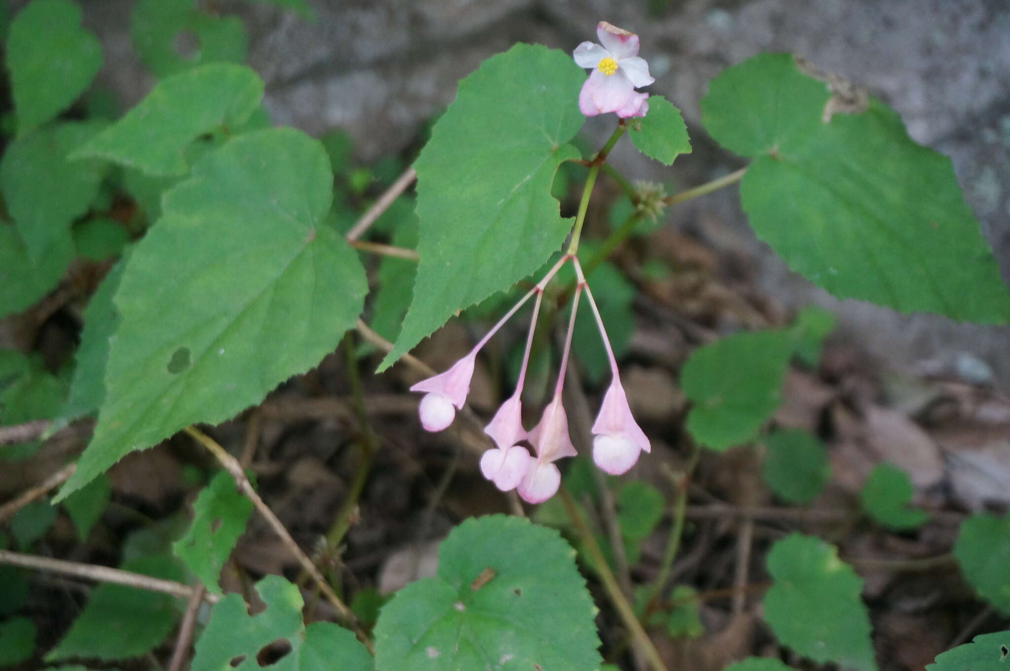 Слика од Begonia grandis subsp. sinensis (A. DC.) Irmsch.