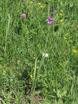 Plancia ëd Gladiolus dzavakheticus Eristavi