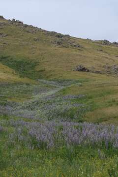 Image of Nepeta nuda subsp. nuda