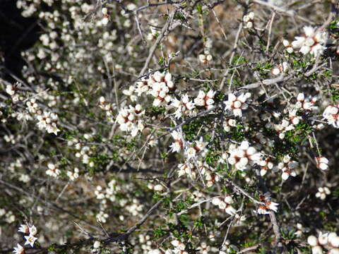 Image of Cryptandra propinqua A. Cunn. ex Fenzl