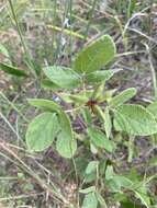 Слика од Rhynchosia tomentosa (L.) Hook. & Arn.