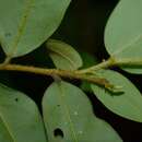 Image of Xylopia maccreae (F. Muell.) L. S. Sm.