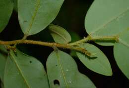 Image of Xylopia maccreae (F. Muell.) L. S. Sm.