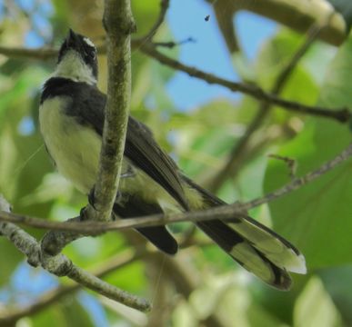 Image of Philippine Pied Fantail