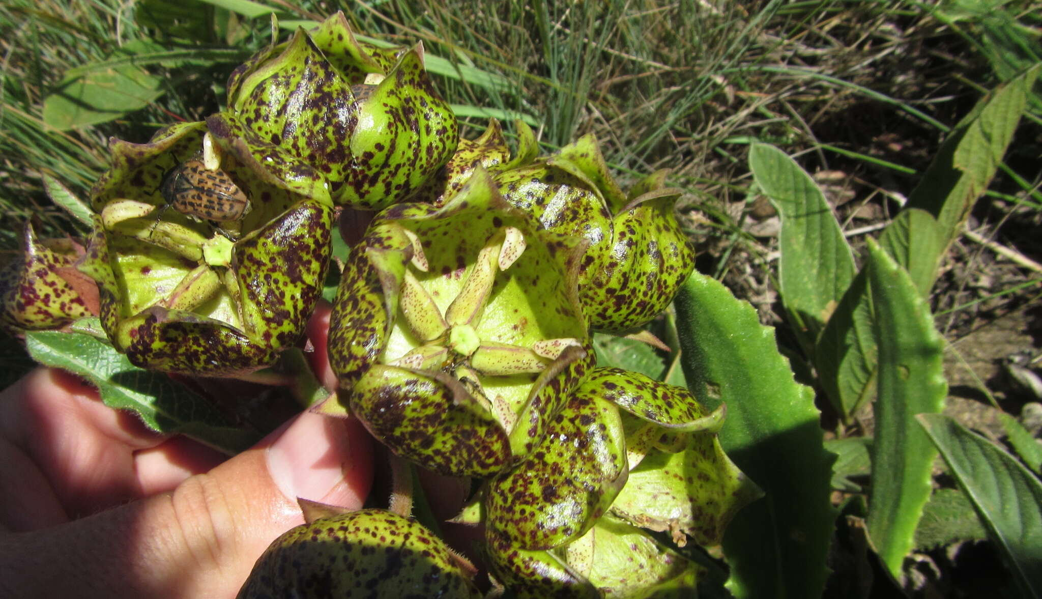 Image of Pachycarpus grandiflorus subsp. grandiflorus