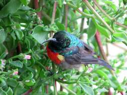 Image of Greater Double-collared Sunbird