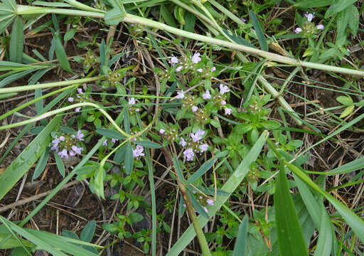 صورة Thymus sibiricus (Serg.) Klokov & Des.-Shost.