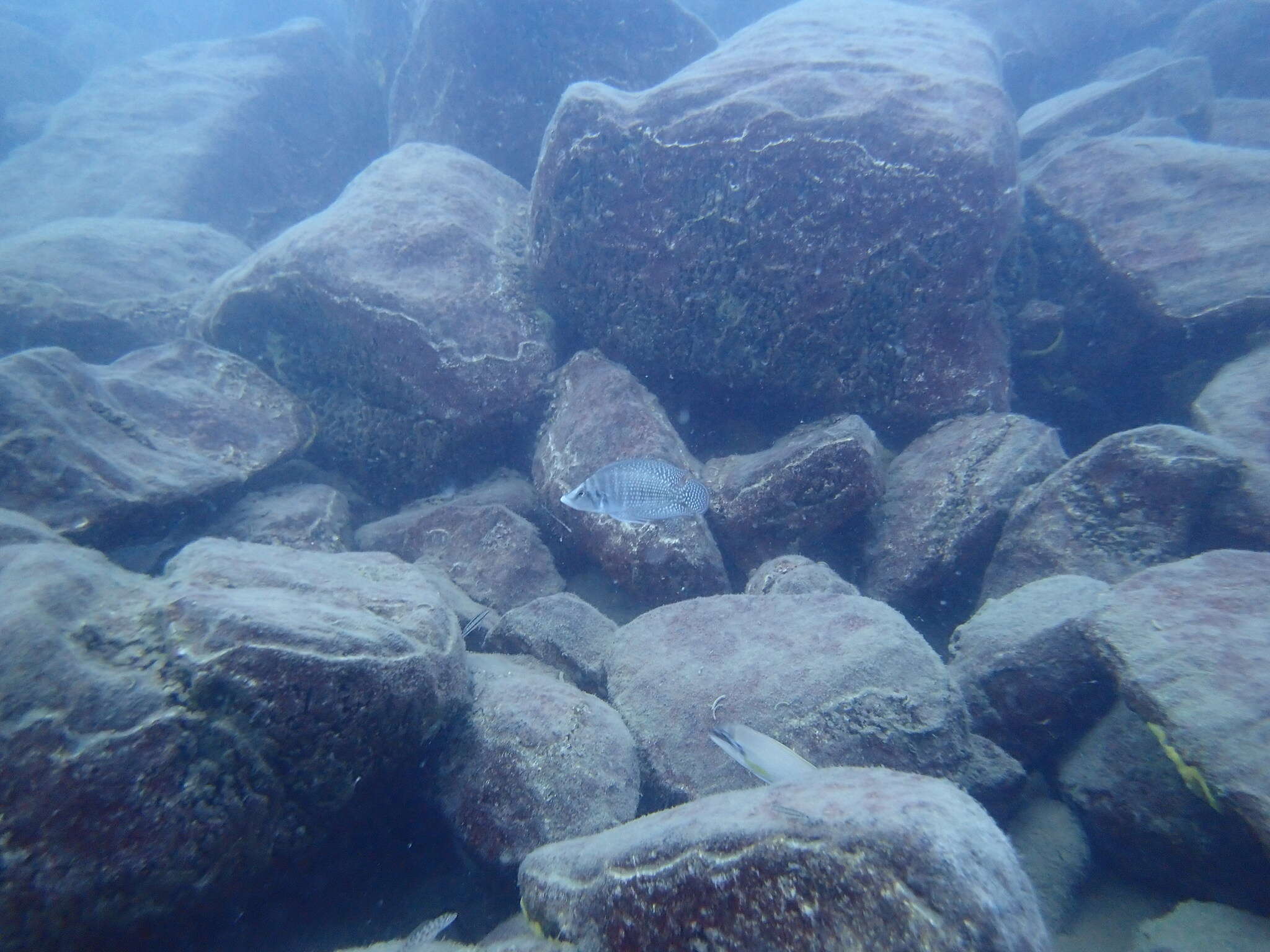 Image of Tanganyika blackfin