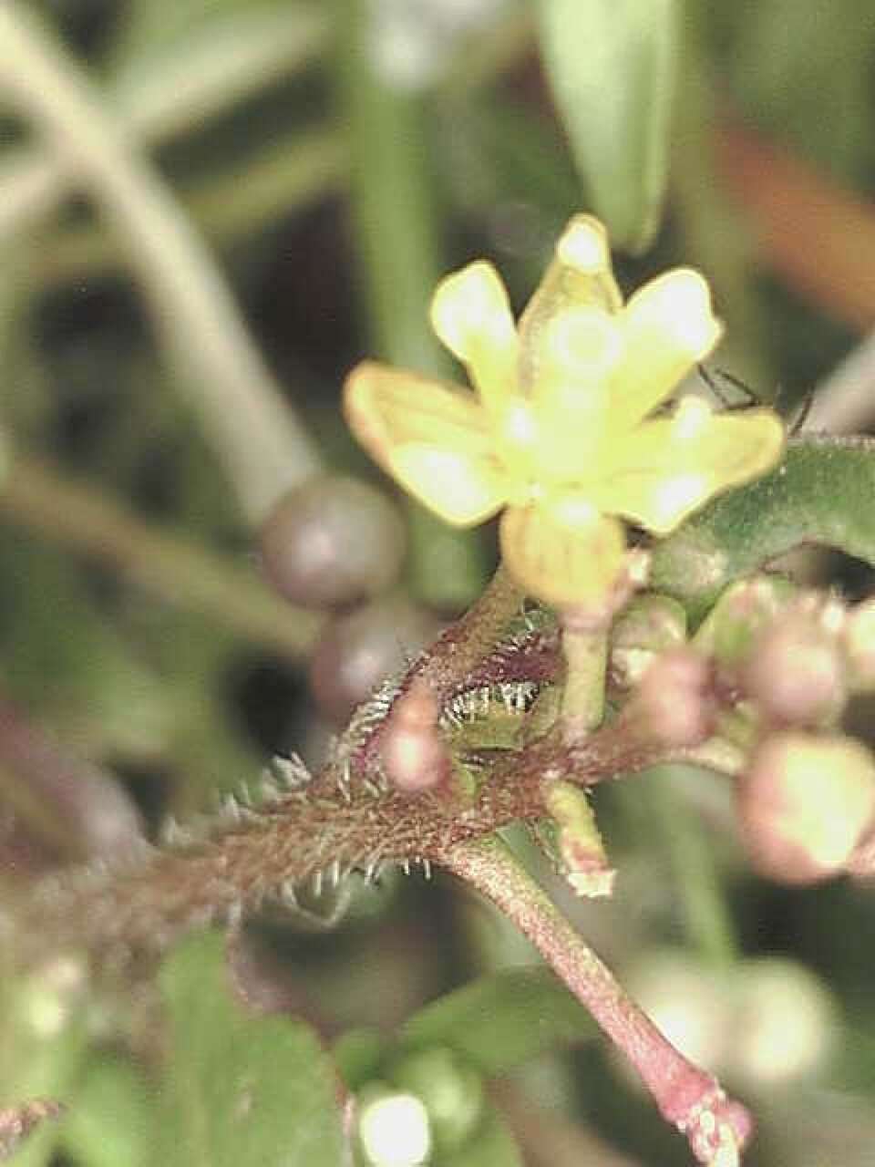 Rorippa palustris subsp. hispida (Desv.) Jonsell的圖片