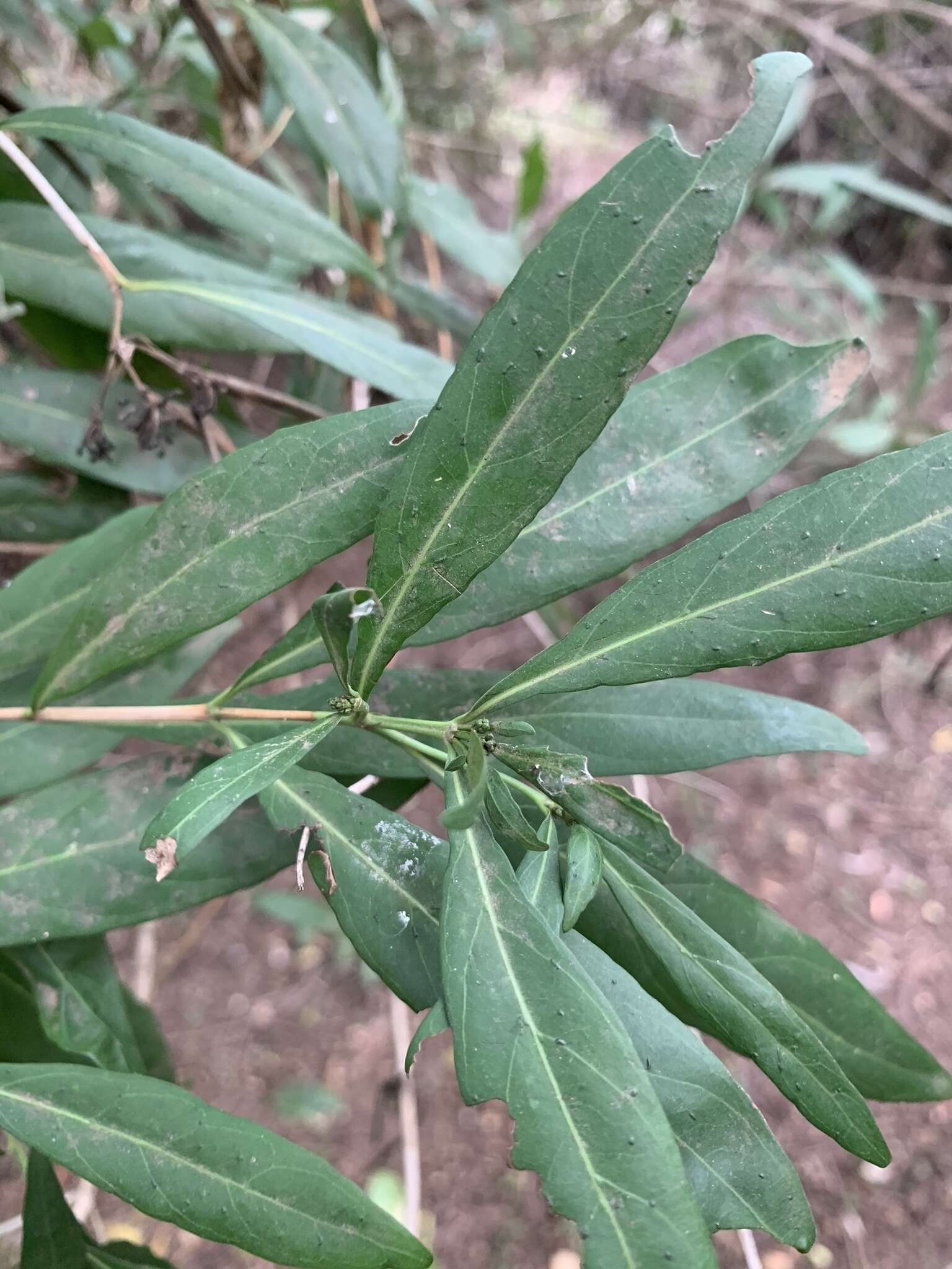 Image of Pavetta lanceolata Eckl.