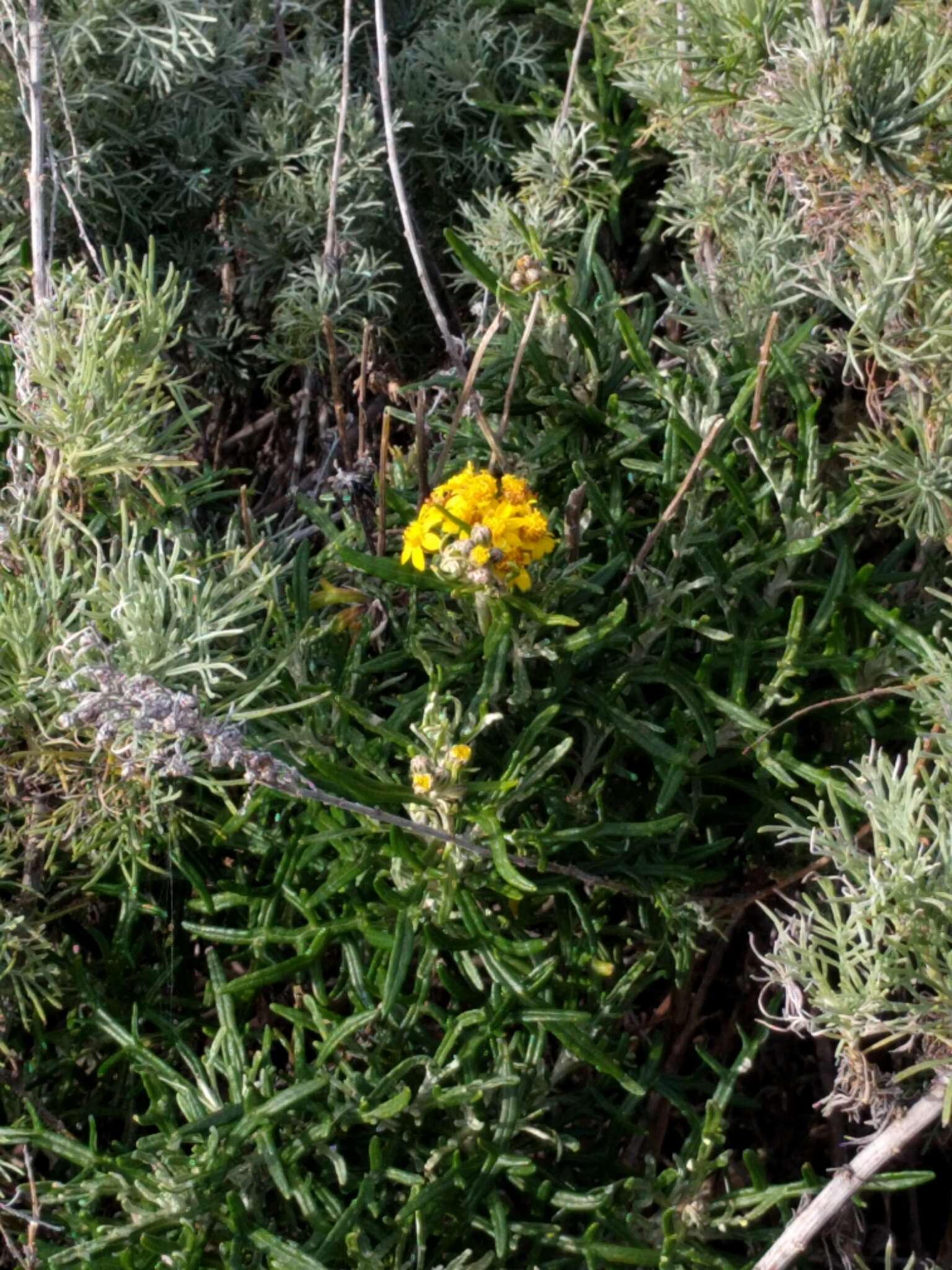 Слика од Eriophyllum staechadifolium Lag.