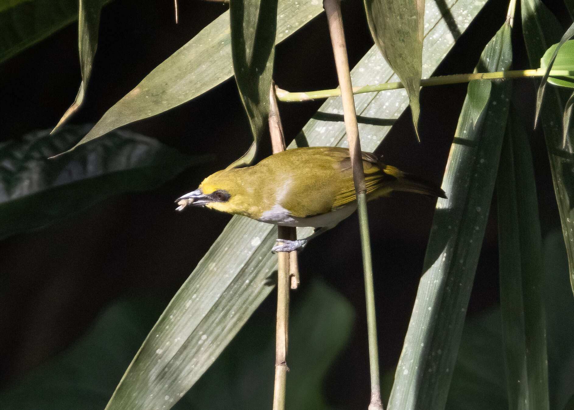 Image of Black-ringed White-eye