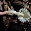 Image of Hygrophorus gloriae G. Stev. 1963