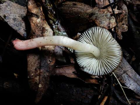 صورة Hygrophorus gloriae G. Stev. 1963