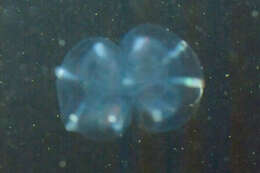 Image of short-lobed comb jelly