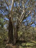 Imagem de Eucalyptus oreades F. Müll. ex R. T. Baker