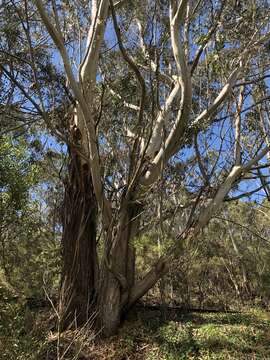 Image of Eucalyptus oreades F. Müll. ex R. T. Baker