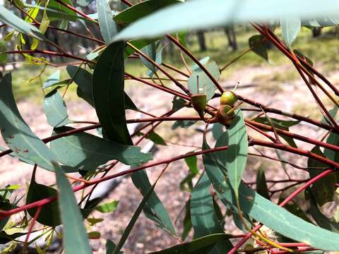 Слика од Eucalyptus sideroxylon A. Cunn. ex Woolls