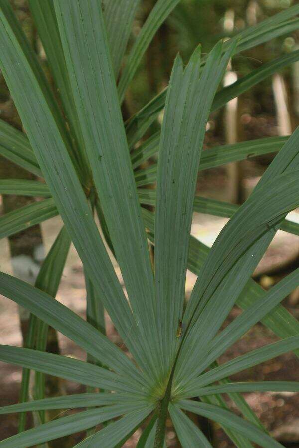 Image of Sabal yapa C. Wright ex Becc.