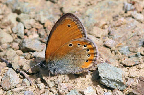 Image of <i>Coenonympha <i>leander</i></i> leander