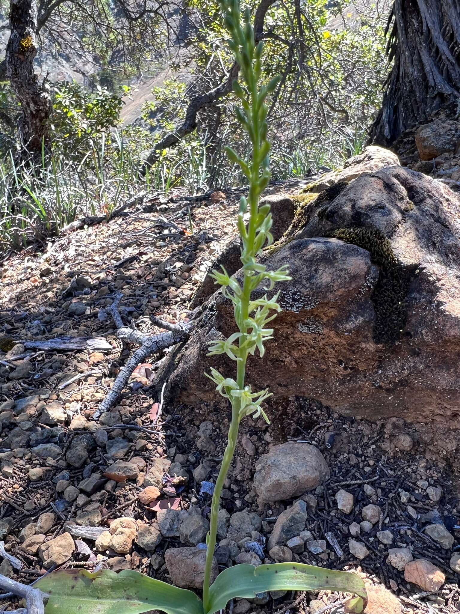 Image of narrow-petal rein orchid