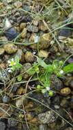 Image of Cochlearia groenlandica L.