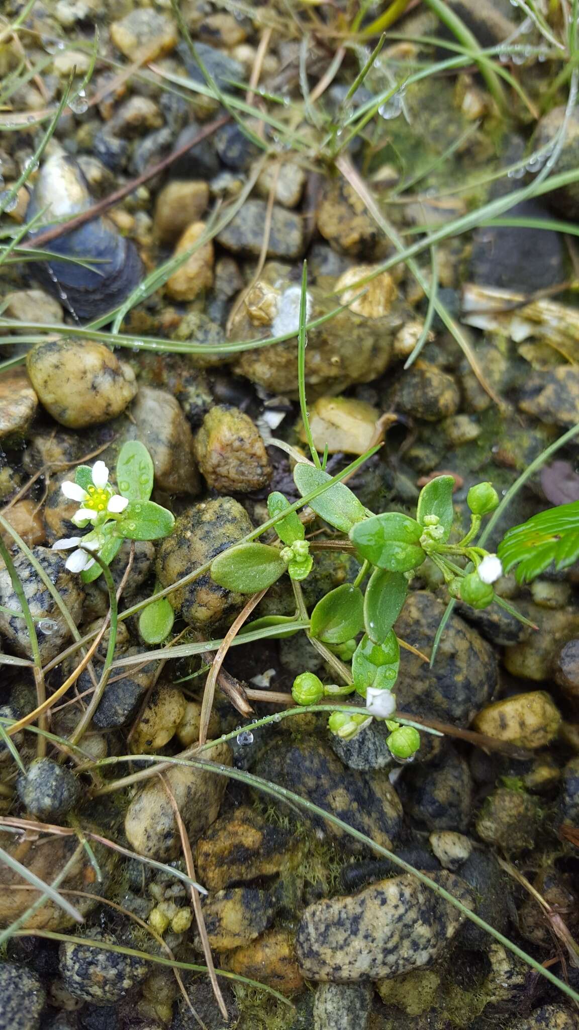 Image of Cochlearia groenlandica L.