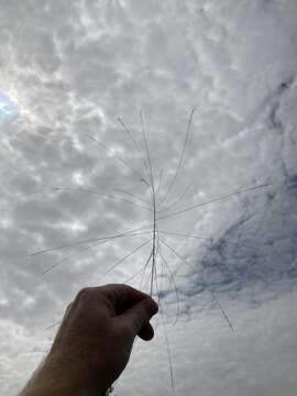 Image of Short-Leaf Skeleton Grass