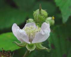 Image of Rubus infestus Weihe ex Boenn.