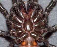 Image of Sutherland's Funnelweb Spider