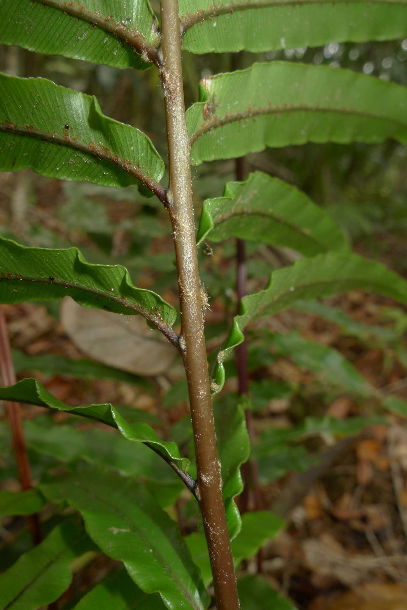 Image de Parablechnum chauliodontum (Copel.) Gasper & Salino