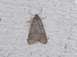 Image of march moth