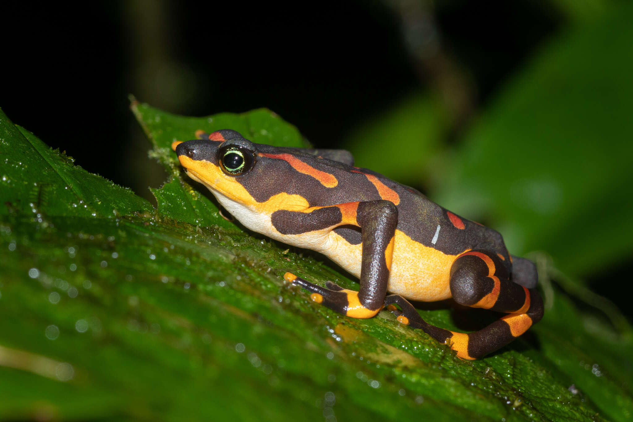 Image of Clown Frog