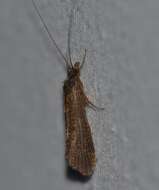 Image of Net-spinning caddisfly