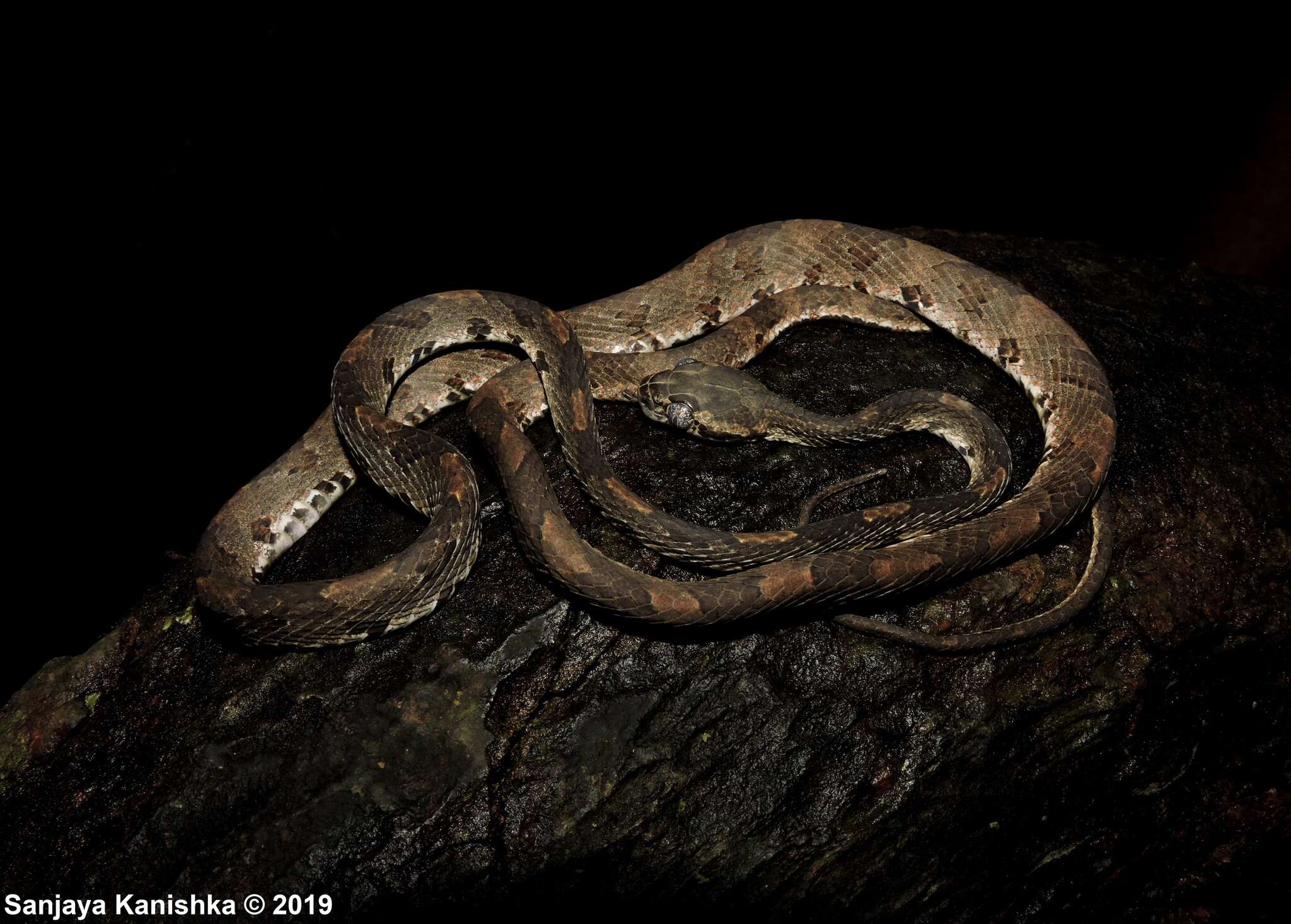 Image of Barnes's cat snake